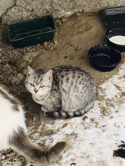 Кошки и котята