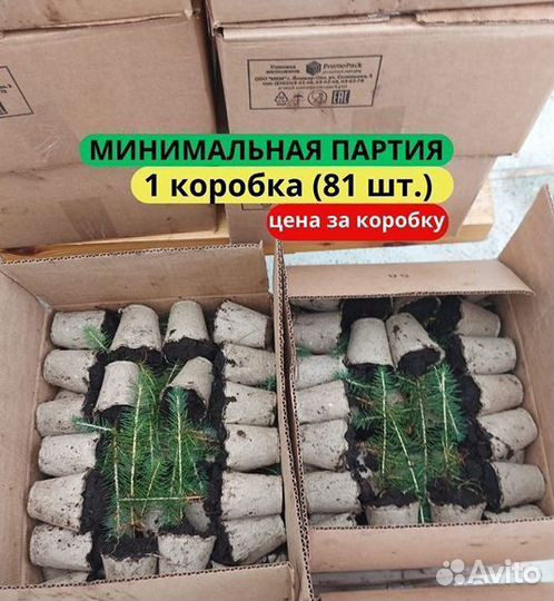 Сеянцы сосны зкс от производителя