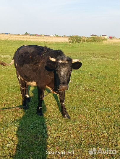 Корова дойная с теленком