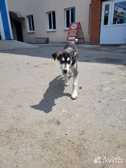 Собака хаски девочка щенок