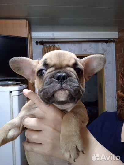 Французские бульдожки