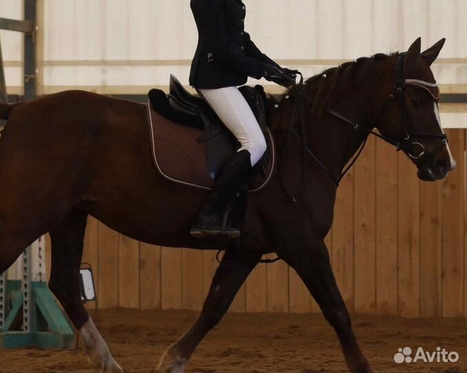 Конная амуниция вальтрап