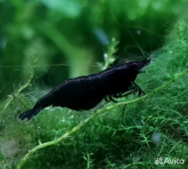 Аквариумные креветки Green Jade Extreme