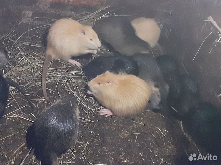Нутрии на племя