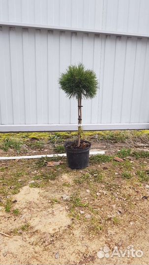 Сосна горная на штамбе (подробности в описании)