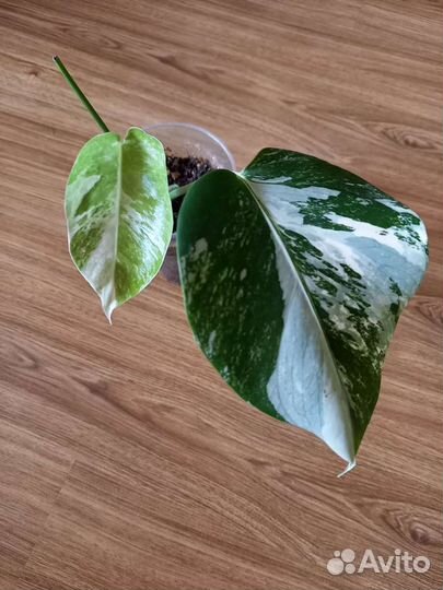 Монстера Тайское созвездие и Альба