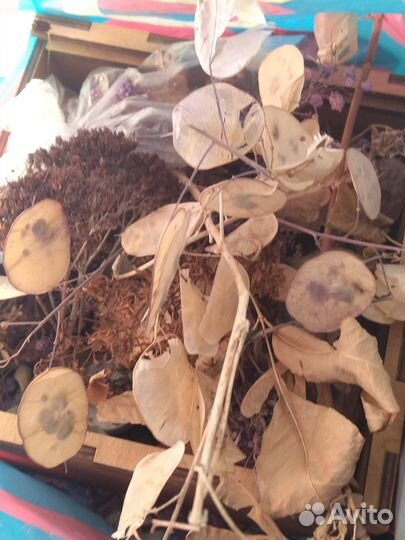 Цветы сухоцветы