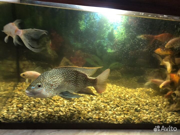 Аквариумные рыбки