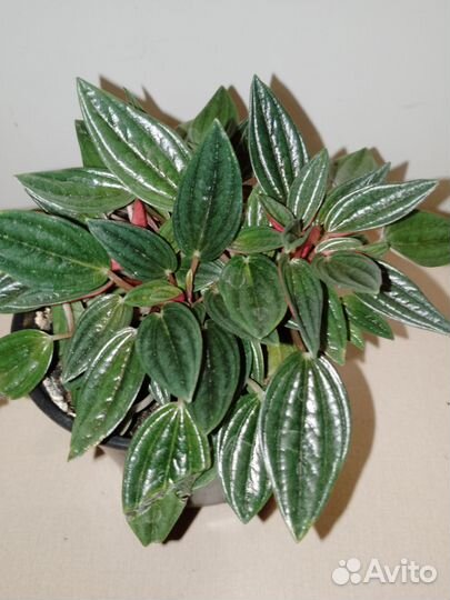 Пеперомия Россо растения