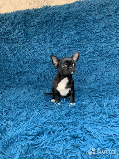 Черная девочка чихуахуа