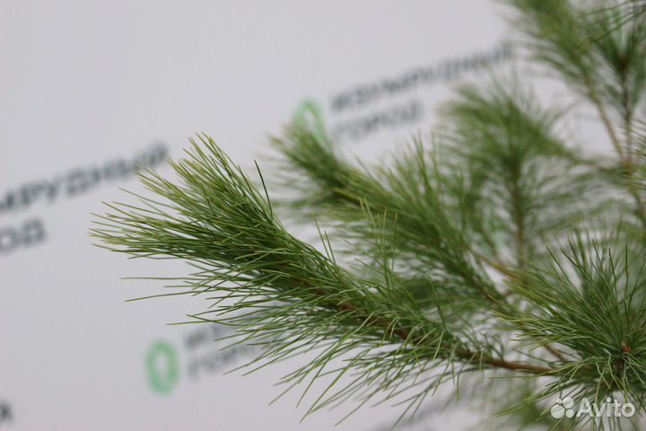 Сосна веймутова (мягкие иголки)