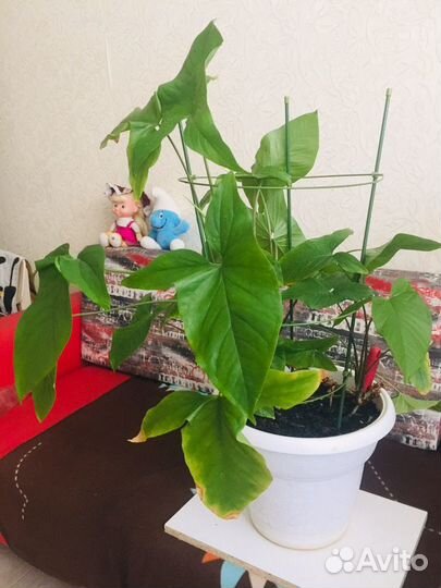 Сингониум комнатное растение