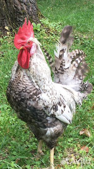 Петух Лекбар