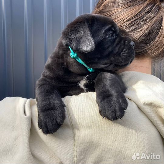 Щенки кане корсо с документами РКФ