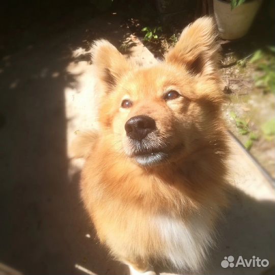 Пёс в добрые руки