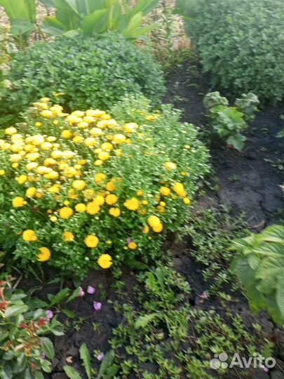 Хризантемы мультифлора