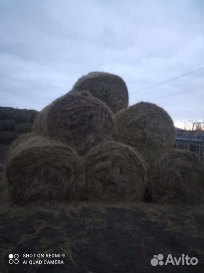 Сено в тюках