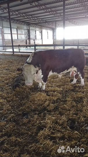 Бык и бараны на племя