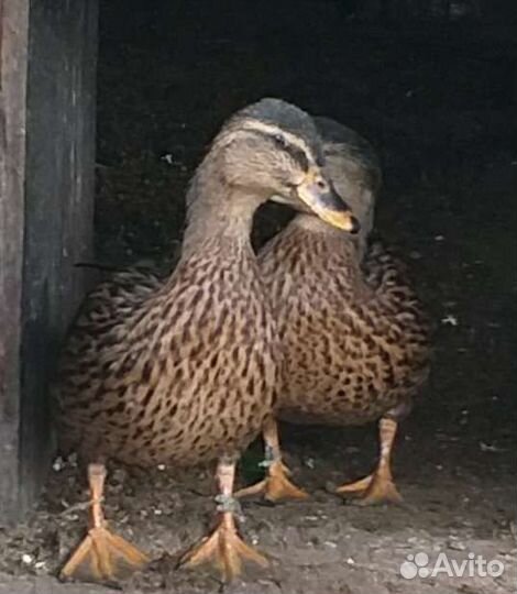 Подсадные утки