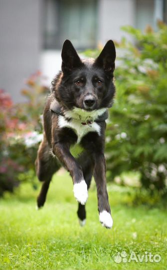 Метис лайки