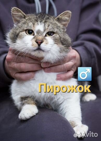 Кошки и коты с Домбасса бывшедомашние