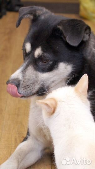 Метис лайки