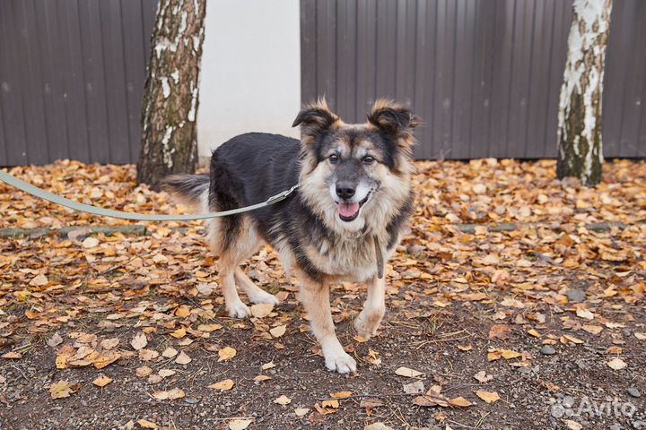 В добрые руки милая собака Жучка