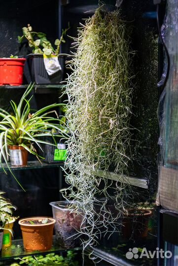 Тилландсия атмосферная, уснеевидная, экзотика