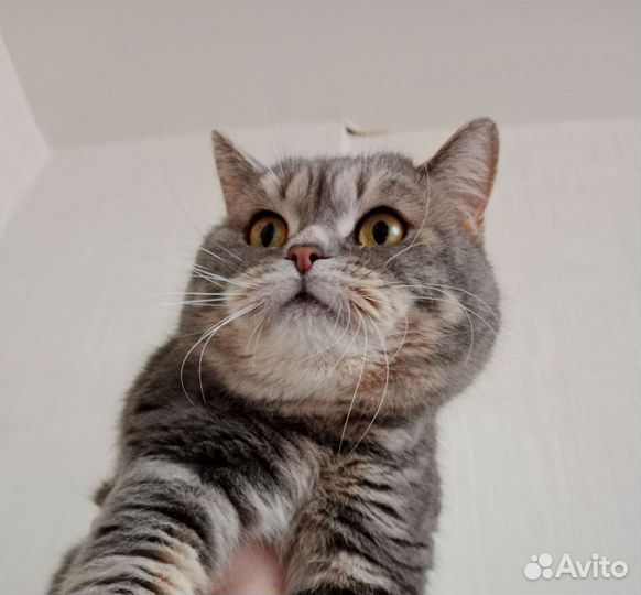 Шотландский кот вязка