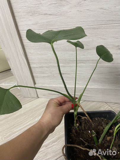 Монстера комнатный цветок