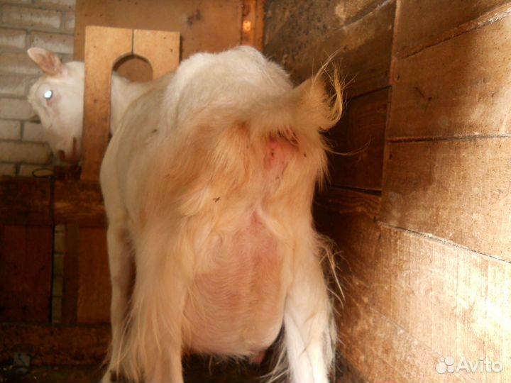 Козы дойные, козлы, козлики, козлята