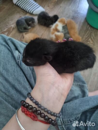 Котята бесплатно