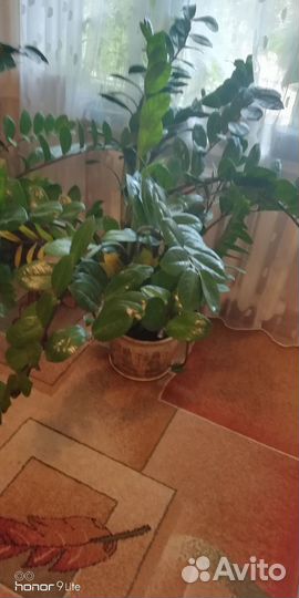 Замиокулькас цветущий