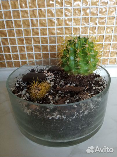 Комнатные растения цветы