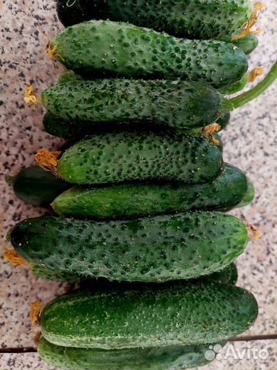 Огурцы домашние