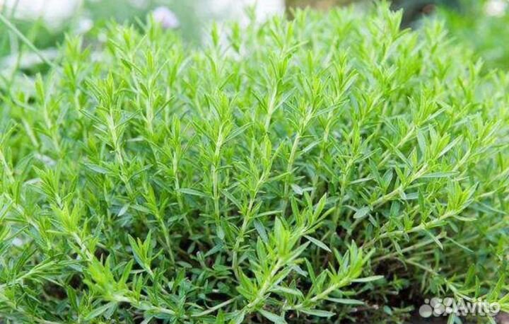 Эстрагон (тархун)