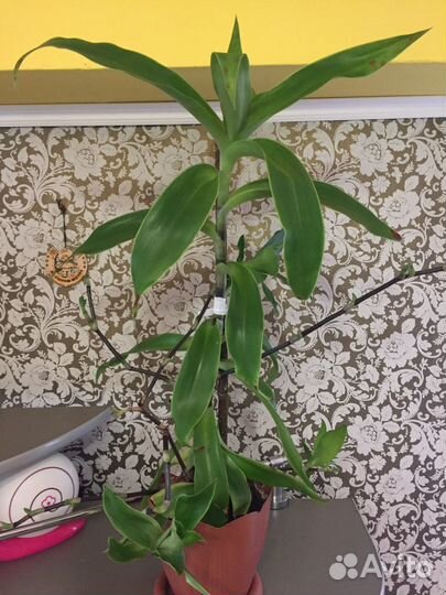 Отдам старый Золотой ус