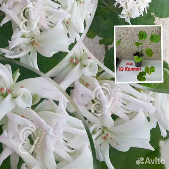 Пеларгония герань сортовая