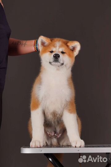 Мальчик Акита-ину с прекрасным характером