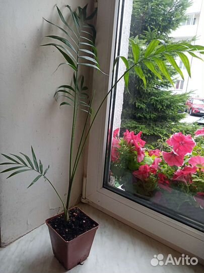 Пальмы хамедорея и вашингтония