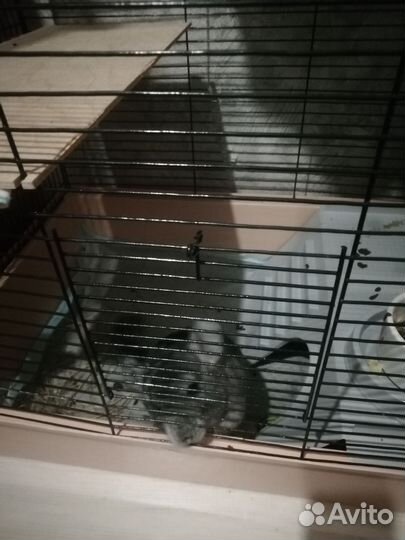 Шилла с клеткой