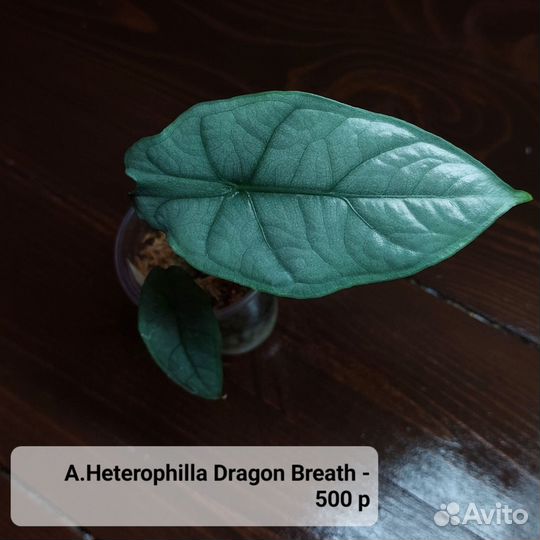 Alocasia