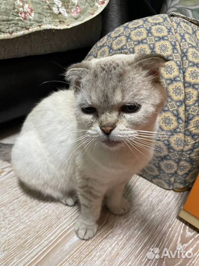 Вислоухая кошка