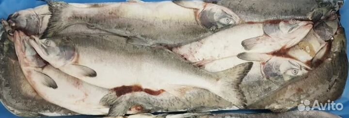 Горбуша 10 кг