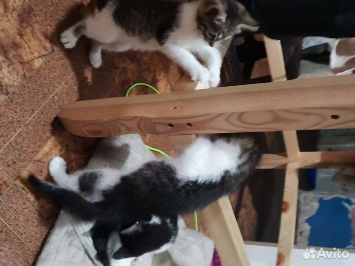 Котята в добрые руки бесплатно 1кот и 3 девчонки