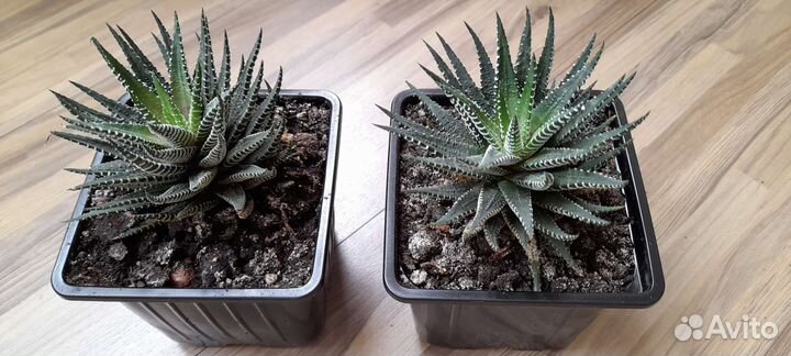 Хавортия-комнатное суккулентное хобби-растение