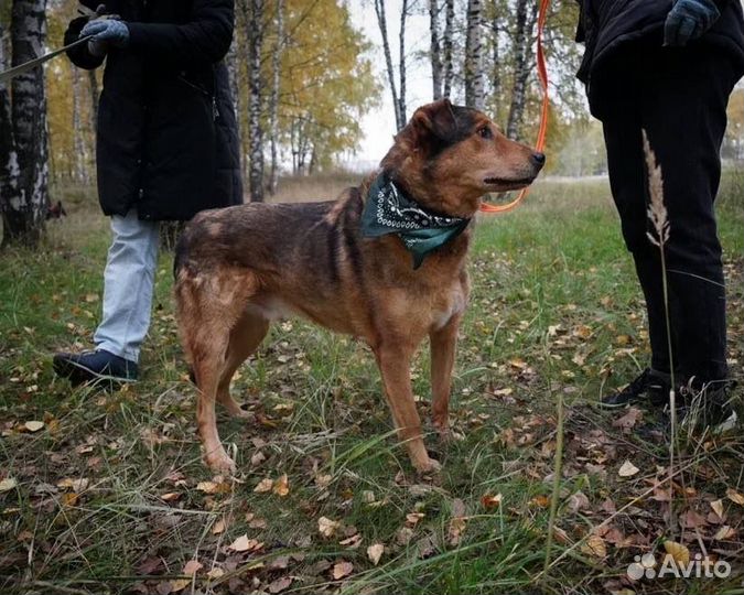 Заберите ласковую собаку из приюта