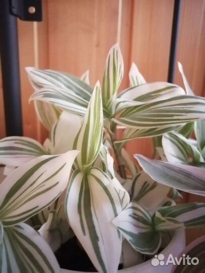 Традесканция