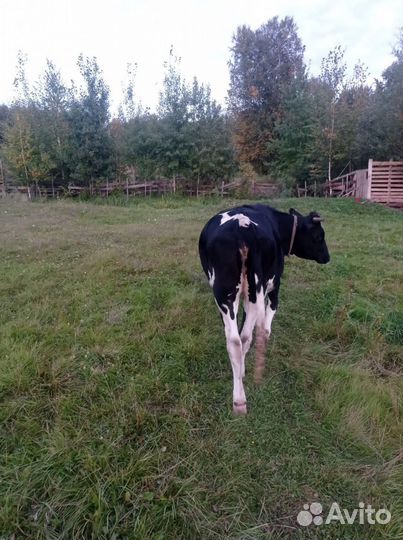 Корова стельная дойная, телка стельная и тёлочка