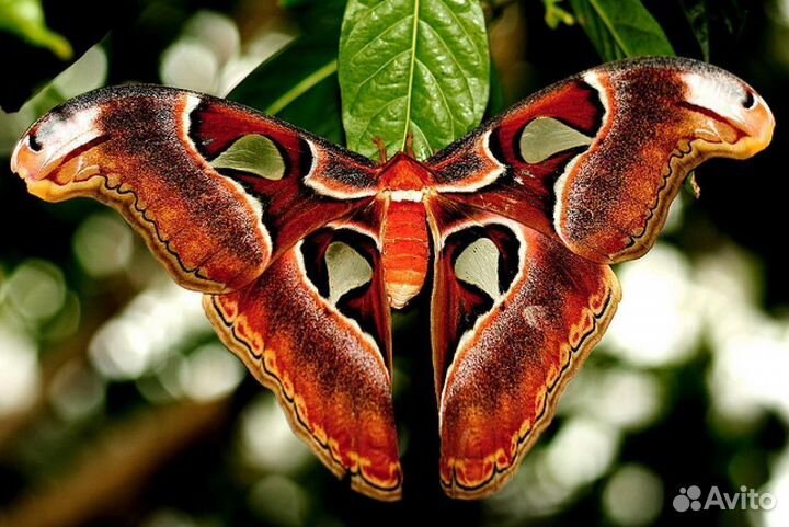 Живые тропические бабочки т/б-4